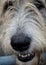 Jolly Happy Irish Wolfhound always smiling