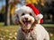 Jolly Poodle Elegance: Colorful Festive Adornments and Christmas Hat Create a Holiday Marvel