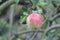 Jonagold apple hanging in the tree, partly eaten by jackdaw in the summer.