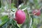 Jonagold apple hanging in the tree, partly eaten by jackdaw in the summer.