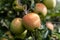 Jonagold apples on a tree branch in orchard nice autumn day