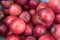 Jonathan apples - ripe, red, sweet, medium-sized