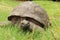 Jonathan, a Seychelles giant tortoise, and possibly the oldest animal alive, on the grounds of Plantation House on St Helena