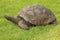Jonathan, a Seychelles giant tortoise, and possibly the oldest animal alive, on the grounds of Plantation House on St Helena