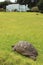 Jonathan, a Seychelles giant tortoise, and possibly the oldest animal alive, with Plantation House on St Helena