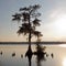 Jones Lake Cypress Tree Taxodium distichum NC USA