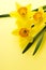 Jonquil flower