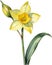 Jonquil flower, Watercolor painting of a Jonquil flower. AI-Generated.