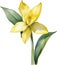 Jonquil flower, Watercolor painting of a Jonquil flower. AI-Generated.
