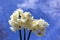 Jonquil Flowers Growing with Blue Sky Background