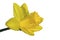 Jonquil [Narcissus pseudonarcissus]