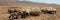 Jordan countryside sheep herd