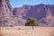Jordan landscape. Lonely tree in Wadi Ram desert.