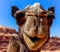 Jordan Wadi Rum Camels, Desert Tourist Location