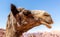 Jordan Wadi Rum Camels, Desert Tourist Location