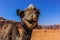 Jordan Wadi Rum Camels, Desert Tourist Location