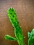 Joseph`s coat cactus with brown background.