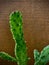Joseph`s coat cactus with brown wooden background.