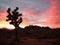 Joshua tree