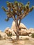 Joshua Tree