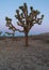 Joshua Tree.