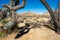 Joshua Tree Arched Over the Sand