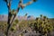 Joshua tree in Arizona forest park USA