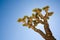 Joshua tree backlit