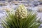 Joshua Tree Bloom