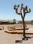 Joshua tree in Calico Ghost Town