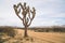 Joshua Tree in California, United States in a plain field by the road