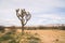 Joshua Tree in California, United States in a plain field by the road