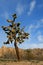 Joshua Tree cloudscape in Southern California high desert near Palmdale and Lancaster