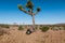 Joshua tree a curly haired blonde man is walking in the fierce heat and deep blue skies of the south western desert of North