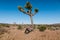 Joshua tree a curly haired blonde man is walking in the fierce heat and deep blue skies of the south western desert of North