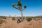 Joshua tree a curly haired blonde man is walking in the fierce heat and deep blue skies of the south western desert of North