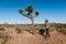 Joshua tree a curly haired blonde man is walking in the fierce heat and deep blue skies of the south western desert of North