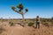 Joshua tree a curly haired blonde man is walking in the fierce heat and deep blue skies of the south western desert of North