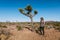 Joshua tree a curly haired blonde man is walking in the fierce heat and deep blue skies of the south western desert of North