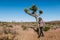 Joshua tree a curly haired blonde man is walking in the fierce heat and deep blue skies of the south western desert of North