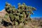 Joshua tree at dawn in the Mojave Desert of southern Nevada