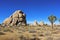 Joshua Tree Desert