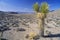 Joshua Tree Desert in bloom, Yucca plants, Springtime, CA