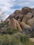 Joshua Tree Desert Hillside Rock Formation