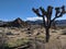 Joshua Tree Desert Scene, Midday