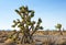 Joshua Tree and forest in the Mojave National Preserve, southeastern California, United States