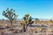 Joshua Tree and forest in the Mojave National Preserve, southeastern California, United States