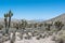 Joshua tree forest, Mount Charleston, Nevada