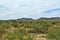 Joshua Tree Forest Parkway, Scenic Route 93, Arizona, United States