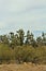 Joshua Tree Forest Parkway, Scenic Route 93, Arizona, United States